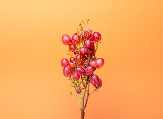 Natural organic pink juicy grapes on a trend orange background.