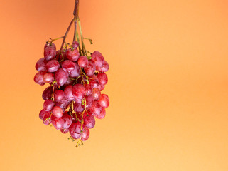 Natural organic pink juicy grapes on a trend orange background.