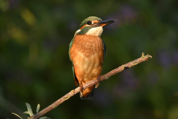 martin pescador posa sobre las ramas en el río Adaja en Avila