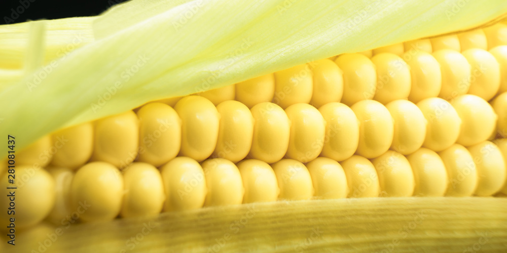 Poster close up beautiful corn maze background. macro view.