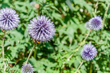 London, UK - July 20, 2019: Unusual and exotic plants with an impressive range of flora and fauna at Myddelton House Gardens, Bulls Cross, Enfield, London, Greater London, England, EN2 