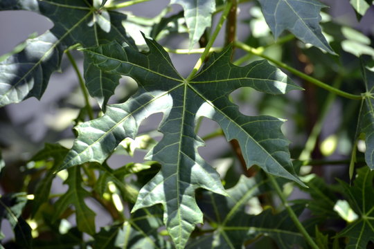 Cnidoscolus aconitifolius or Cnidoscolus chayamansa