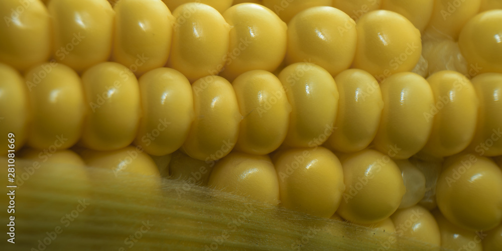 Poster close up beautiful corn maze background. macro view.