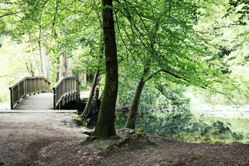 Fototapeta premium Wohldorfer Wald near Hamburg, Germany