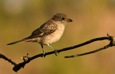 Joven alcaudon con las primeras luces