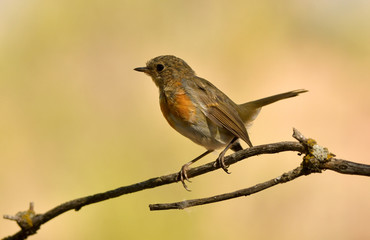 petirrojo posa en las ramas del arbol