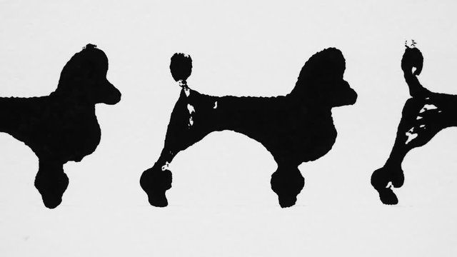 Black silhouettes of poodle on the white background, graphic arts