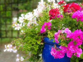 Garden flowers in the pot or tub