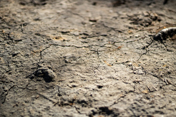 Background soil. Land without vegetation. Simple background uneven surface.