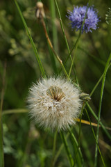 beautiful field flower