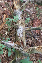 autumn leaves on tree