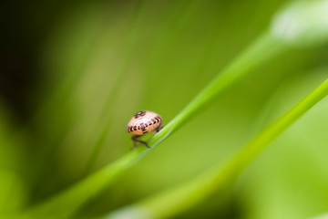 Insect on a blade of grass. Macro shot of an insect in natural lighting. Natural background