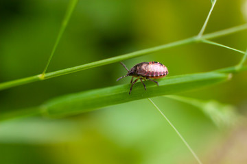 Insect on a blade of grass. Macro shot of an insect in natural lighting. Natural background