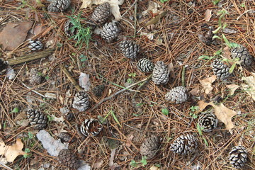 pine cones on the ground
