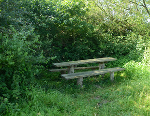 Picnic table in a shady place surrounded by vegetation.