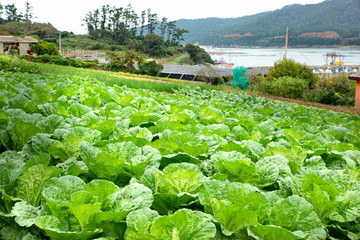 Fototapeta premium The village agriculture in South Korea