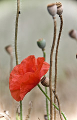 beautiful red wild poppy flower