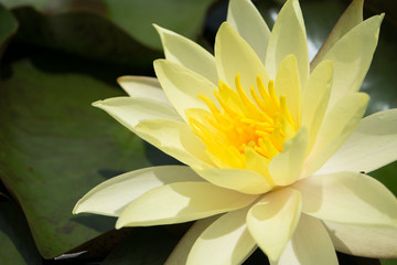Water lily