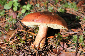 Imleria badia or Bay bolete mushroom. July, Belarus