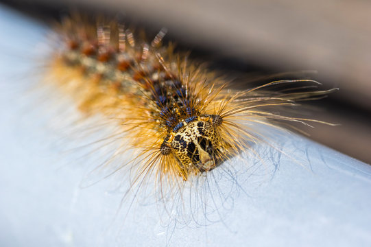 Chenille