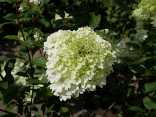 exquisite white hydrangea "annabelle" flowers (hydrangea arborescens &ldquo;annabelle&rdquo;) white hydrangea flowers in the garden on a Sunny summer day.