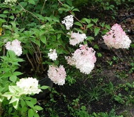 Hydrangea paniculata Siebold "Pink Diamond". Pink hydrangea flowers in the garden on a Sunny summer day.