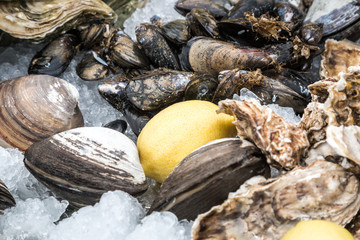 oysters, mussels and other shellfish with lemon on ice