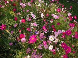 flowers in garden