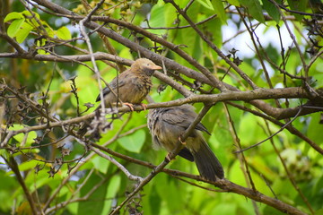 Indian sparrow enjoying  the rainy wether