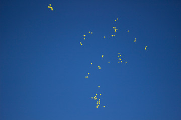 Balloons in the sky. Festive balloons fly through the air. Many balloons filled with helium and released up. Festive background.