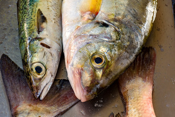 Fresh and freshly caught fish for sale at a fishing colony on Copacabana Beach in Rio de Janeiro
