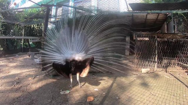 Peacock bird stands backwards to the camera. Fluffy fluffy tail of a peacock, many different birds in one farm.