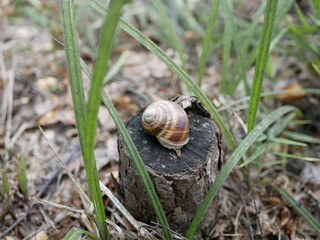 a large grape snail crawls on a stump in the forest on a background of green grass on a Sunny summer day. .