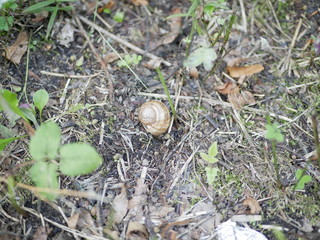 grape snail on moss and green grass on a Sunny summer day. large terrestrial gastropod mollusk.  agricultural pest. delicacy. dietary shellfish meat. country walk in the forest in July.