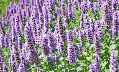 Flores de Lavanda en un jardín de Barcelona, Catalunya, España, Europa