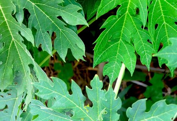 Fresh Green Papaya Leaves on The Tree