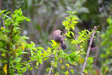 wild life photography