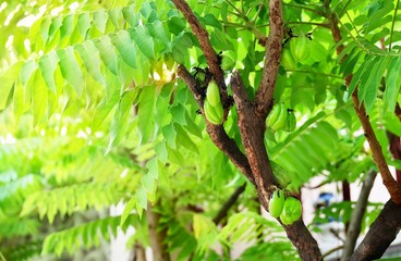 Averrhoa Bilimbi or Tree Sorrel Fruits on The Branch