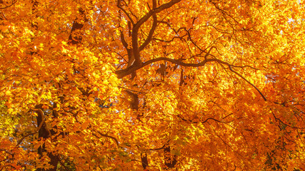 Autumn landscape Background. Autumn maple trees with Yellow and Red falling leaves  in sunlight rays