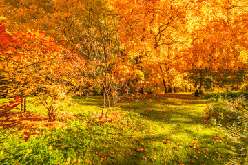 Autumn landscape Background. Fall scene panorama