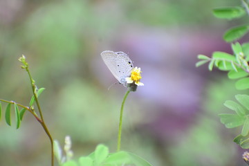 Cute little butterfly in the garden