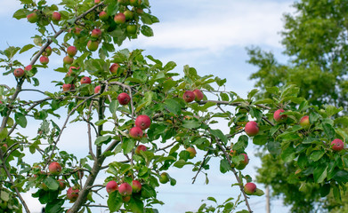 Fruit tree with ripe apples on the background of the summer sky.