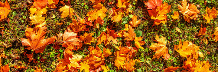 Autumn Background with Red and Orange Autumn Leaves on a ground. Autumnal concept