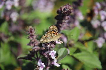 butterfly on flower