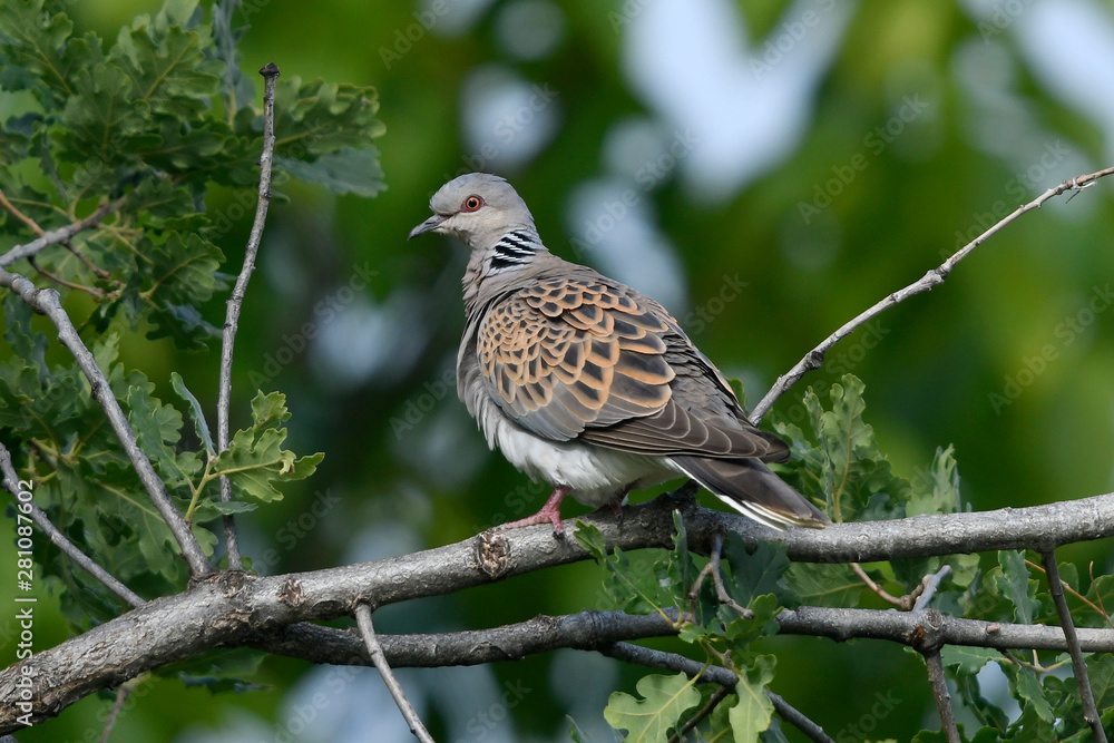 Poster Turteltaube (Streptopelia turtur) - European turtle dove