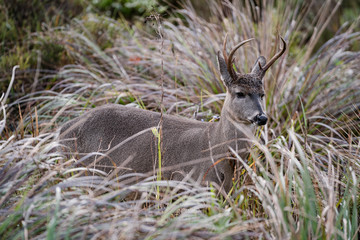 Venado Cola Blanca en el Paramo Nacional de Chingaza en Cundinamarca