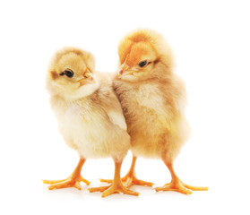 Obraz premium Two small chickens.