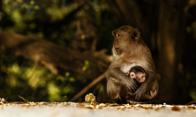 Monkey mother and her baby in nature,Macaca fascicularis (crab-eating or long-tailed macaque).