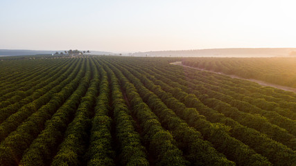 Aerial view of coffee plantation. yellow light of the sun.