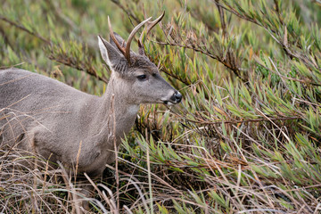 Venado Cola Blanca en el Paramo Nacional de Chingaza en Cundinamarca